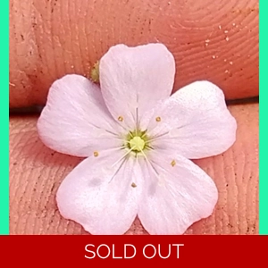 Drosera mannii x omissa, 10+ gemmae